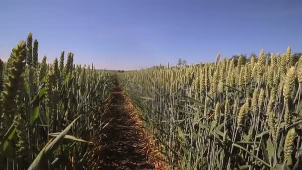 Contexte ou texture. Stitch Graines de variétés de blé. Gros plan sur le seigle vert. Oreilles balançant dans le vent . — Video