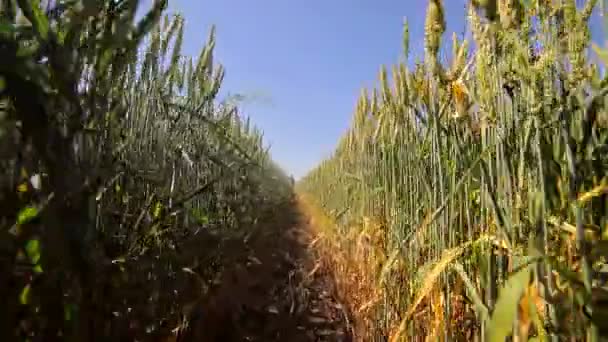Contexte ou texture. Stitch Graines de variétés de blé. Gros plan sur le seigle vert. Oreilles balançant dans le vent . — Video