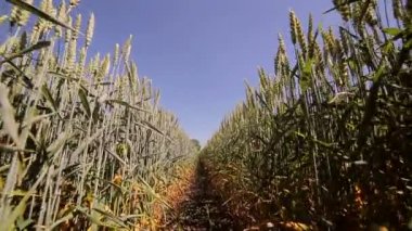 Arka plan veya doku. Dikiş tohumlar buğday çeşitlerinin. Yeşil çavdar yakın çekim. Rüzgarda sallanan kulaklar.