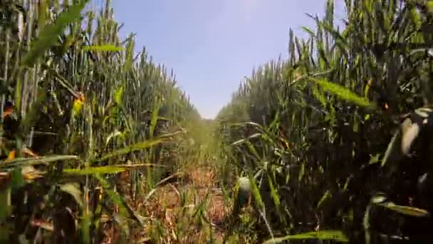 Fundo ou textura. Costurar sementes de variedades de trigo. Um grande plano de centeio verde. Orelhas balançando ao vento . — Vídeo de Stock