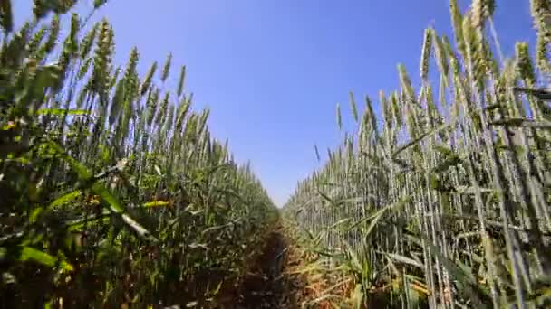 Sfondo o texture. Stitch Semi di varietà di grano. Primo piano con segale verde. Orecchie che dondolano nel vento . — Video Stock