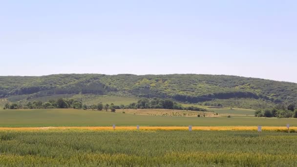 Фон или текстура. Красивый пейзаж зеленого поля, посеянного пшеницей на фоне гор — стоковое видео