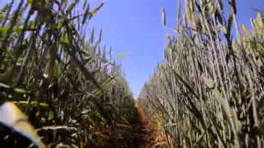 Buğday çeşitleri Ekim arasında odası hareketi. İnsan hareket simülasyonu. Arka plan veya doku. Dikiş tohumlar buğday çeşitlerinin. Yeşil çavdar yakın çekim. Rüzgarda sallanan kulaklar.