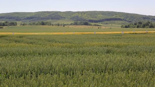 Sfondo o texture. Bellissimo paesaggio del campo verde seminato con grano sullo sfondo delle montagne — Video Stock