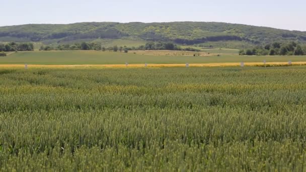 Contexte ou texture. Beau paysage du champ vert semé de blé sur le fond des montagnes — Video