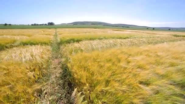 Il movimento della fotocamera sopra il campo è allacciato con varie varietà di segale. Varietà di ricerca — Video Stock