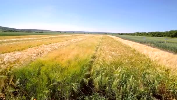 Pohyb kamery nad polem je poseta různými odrůdami žita. Výzkumu odrůdy — Stock video