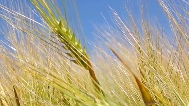 Amarelo spike close-up no campo, balançando o vento. A colheita de trigo — Vídeo de Stock