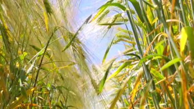 Buğday alan, zemin seviyesine görünümden. Kök ve yaprakları buğday ve çavdar spikelets. Çavdar ve buğday arasındaki yolda