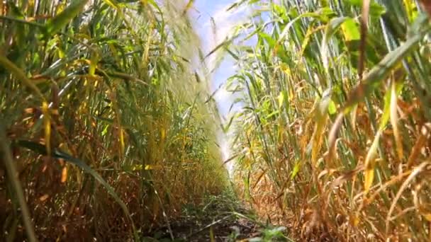 Champ de blé, vue du niveau du sol. Racines et feuilles d'épillets de blé et de seigle. Le chemin entre le seigle et le blé 