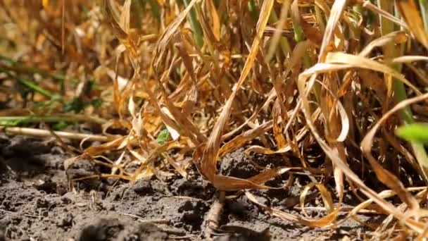 Пшеничное поле, вид с уровня земли. Корни и листья пшеницы и ржаных шипов. Путь между ржаной и пшеницей — стоковое видео