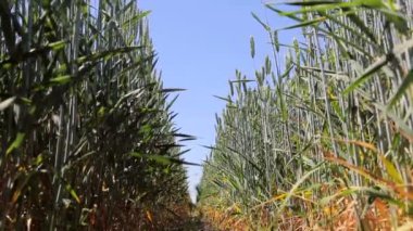 Buğday alan, zemin seviyesine görünümden. Kök ve yaprakları buğday ve çavdar spikelets. Çavdar ve buğday arasındaki yolda