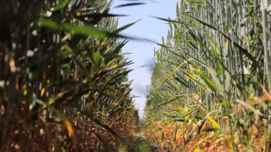 Buğday alan, zemin seviyesine görünümden. Kök ve yaprakları buğday ve çavdar spikelets. Çavdar ve buğday arasındaki yolda