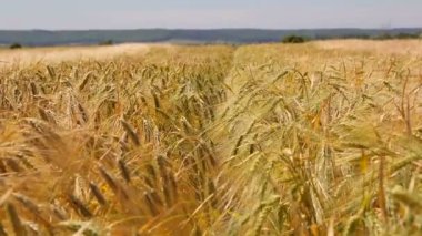 Arka plan Rye rüzgarda sallanan kulaklar. Altın olgun arpa kulakları ile yumuşak odak. Rüzgarda sallanan kulaklar.