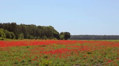 Çiçek açması haşhaş büyük alan. Vahşi haşhaş alan