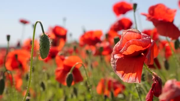 Mohn auf dem Feld in Großaufnahme an einem sonnigen Tag — Stockvideo