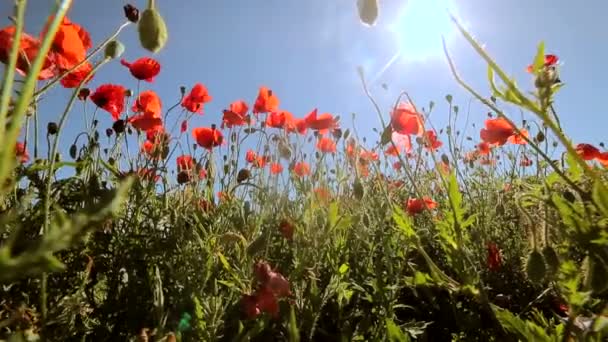 Маки в поле на фоне яркого солнечного света. Легкий ветер поразительно машет цветами. — стоковое видео