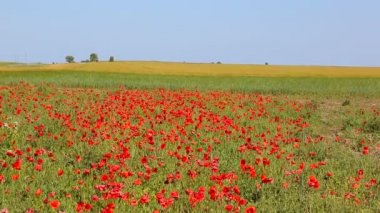Çiçek açması haşhaş büyük alan. Vahşi haşhaş alan.