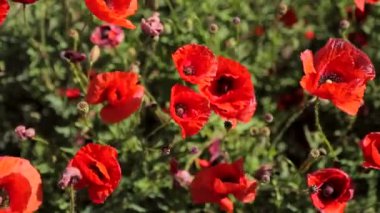 Üstten vahşi haşhaş alan görünüm. Haşhaş dokusuna