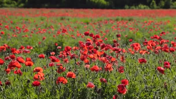 Enorme campo de amapolas en flor — Vídeo de stock