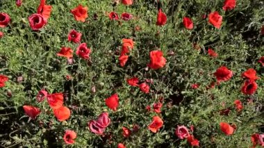 Üstten vahşi haşhaş alan görünüm. Haşhaş dokusuna.