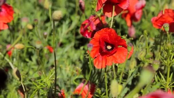 Poppies no campo close-up em um dia ensolarado — Vídeo de Stock