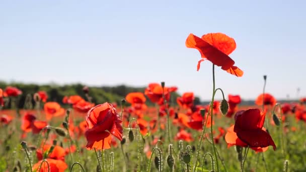 Amapolas en el campo de cerca en un día soleado — Vídeos de Stock