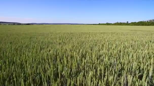 Luftaufnahmen über einem Weizenfeld an einem sonnigen Tag. junger Weizen wiegt sich im Wind. — Stockvideo