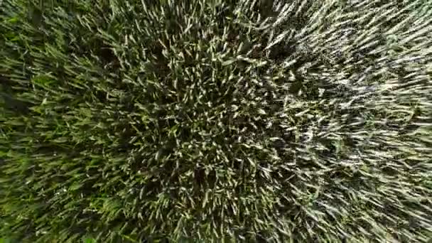 Green wheat view from the top. Shooting with a drone, the camera looks at the wheat from the top. Wheat swinging from the wind — Stock Video