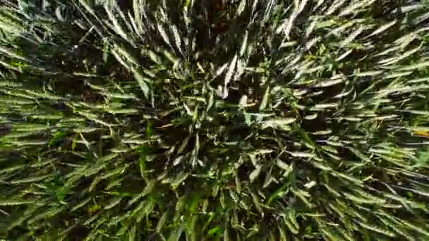 그린 밀 위에서 보기 드 론으로 촬영, 카메라에서 보이는 밀 위에서. 바람에서 스윙 하는 밀 — 비디오