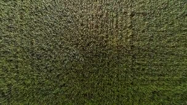 Vue sur le blé vert depuis le haut. La caméra approche du fond. Mouvement de haut en bas Tournant avec un drone, la caméra regarde le blé de haut en bas. Blé balançant du vent 