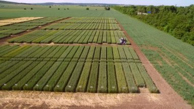 Çavdar ve buğday çeşitlerinin çalışmalar. Uçan araziler ürün araştırma için alan. Bilim adamları çavdar ve buğday hastalıkların etkisi test ediyoruz