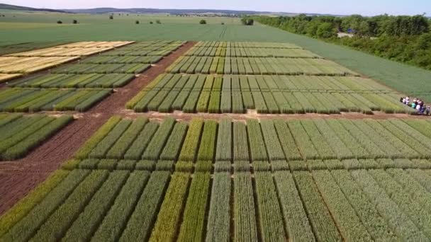 Badania odmian żyta i pszenicy. Latające nad polem powierzchni upraw badań. Naukowcy są badania wpływu choroby na żyto i pszenica — Wideo stockowe