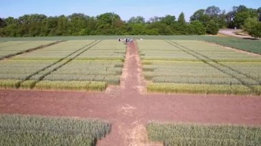 Çavdar ve buğday çeşitlerinin çalışmalar. Uçan araziler ürün araştırma için alan. Bilim adamları çavdar ve buğday hastalıkların etkisi test ediyoruz