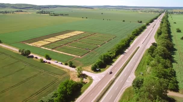 Estudios de variedades de centeno y trigo. Volando sobre el campo de las parcelas para la investigación de cultivos. Los científicos están probando el efecto de las enfermedades en el centeno y el trigo — Vídeos de Stock