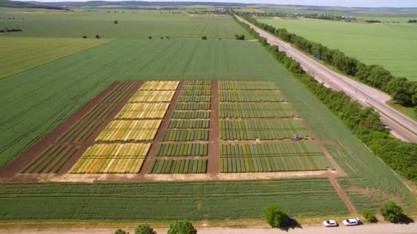 Estudios de variedades de centeno y trigo. Volando sobre el campo de las parcelas para la investigación de cultivos. Los científicos están probando el efecto de las enfermedades en el centeno y el trigo — Vídeos de Stock