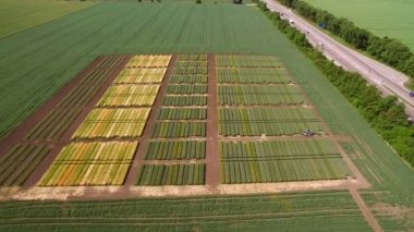 Çavdar ve buğday çeşitlerinin çalışmalar. Uçan araziler ürün araştırma için alan. Bilim adamları çavdar ve buğday hastalıkların etkisi test ediyoruz