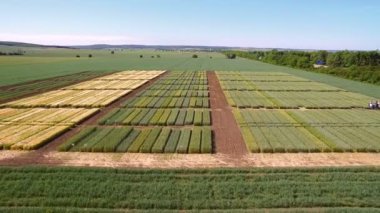 Çavdar ve buğday çeşitlerinin çalışmalar. Uçan araziler ürün araştırma için alan. Bilim adamları çavdar ve buğday hastalıkların etkisi test ediyoruz