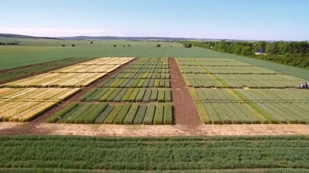 Studies of rye and wheat varieties. Flying over the field of plots for crop research. Scientists are testing the effect of diseases on rye and wheat — Stock Footage Studies of rye and wheat varieties. Flying over the field of plots for crop research. Scientists are testing the effect of diseases on rye and wheat Stock Footage