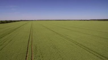 Yeşil bezelye alan üzerinde uçan hava. Büyük bir alan bir yükseklikten genç yeşil bezelye.