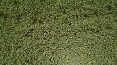 Arka plan veya doku. Yeşil bezelye alan üzerinde uçan hava. Büyük bir alan bir yükseklikten genç yeşil bezelye.