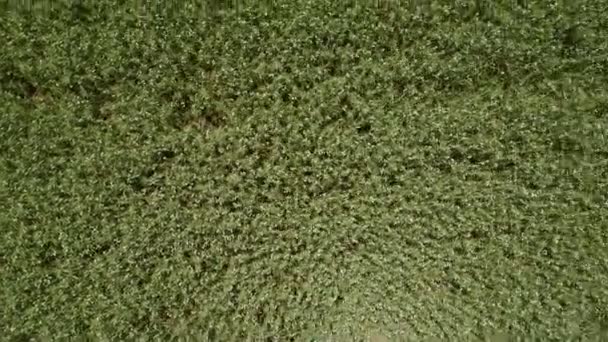 Contexte ou texture. Vol aérien au-dessus du champ de pois verts. Un grand champ de jeunes pois verts d'une hauteur . — Video