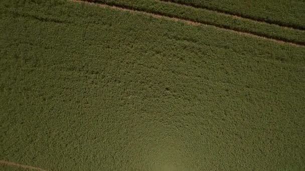 Sfondo o texture. Aereo Volare sul campo di piselli verdi. Un grande campo di giovani piselli verdi da un'altezza . — Video Stock