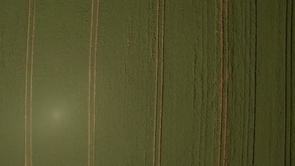 Фон или текстура. Воздушный полет над полем зеленого гороха. Большое поле зеленого горошка с высоты . — стоковое видео