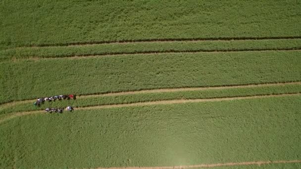 Um grupo de pesquisadores investigando o crescimento de ervilhas no campo para a presença de pragas. Voando aéreo sobre o campo de ervilhas verdes. Um grande campo de ervilhas verdes jovens de uma altura . — Vídeo de Stock