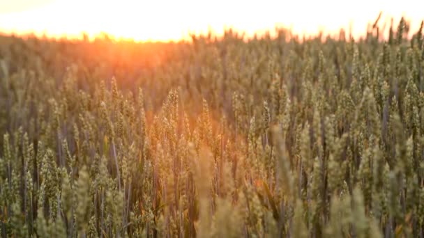 Achtergrond of textuur. Sluiten - omhoog van tarwe oren bij zonsondergang — Stockvideo