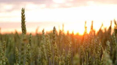 Yakın - up günbatımında rüzgarda sallanan kulak. Güneş ışınları sivri aydınlatmak ve kamera objektifi girer. Muhteşem gün batımı