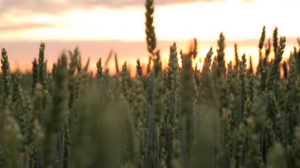 Close - up van oren zwaaiend in de wind bij zonsondergang. De zonnestralen verlichten de spikes en invoert van de cameralens. Prachtige zonsondergang — Stockvideo