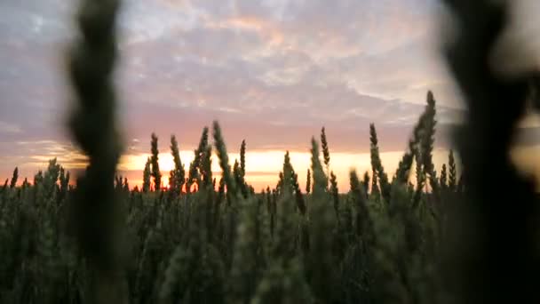 Campo de trigo al atardecer en un cálido wecar de primavera. Los rayos del sol pasan a través de las espigas de trigo . — Vídeo de stock