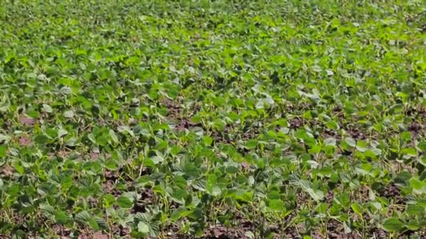 Campo de soja Acabo de brotar soja en un campo con hojuelas verdes. Contexto — Vídeos de Stock